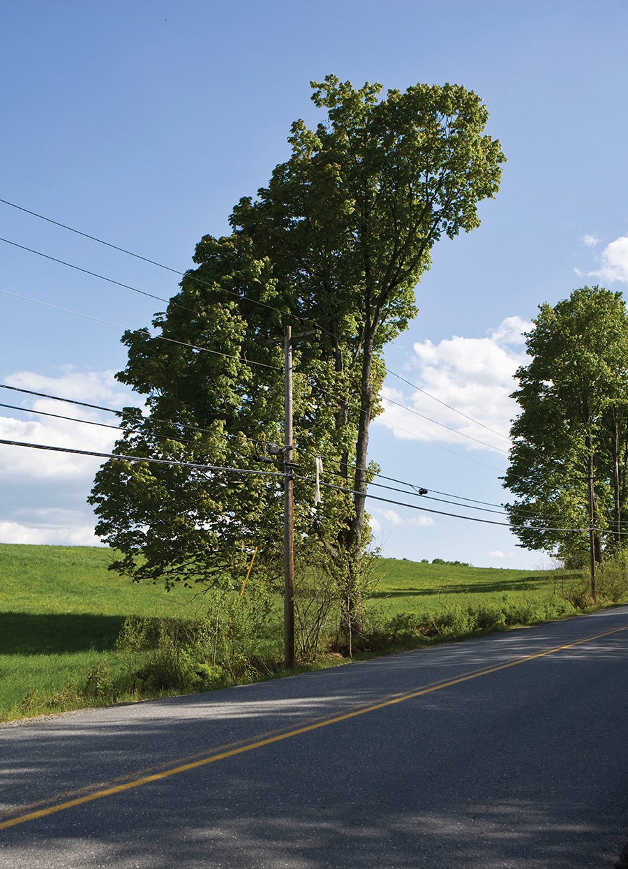 tree on powerline